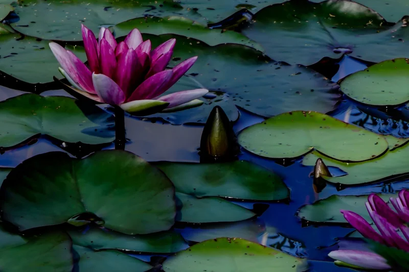 Aygül Aydın DURMUŞOĞLU