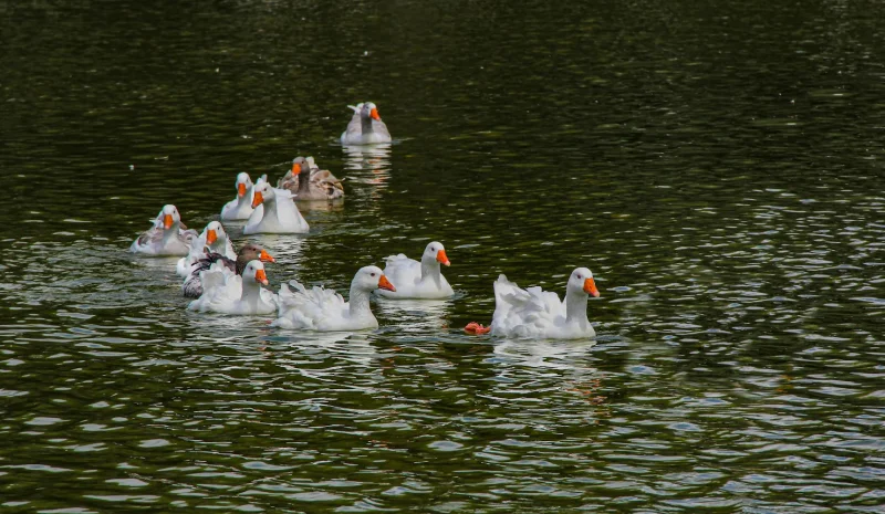 Aygül Aydın DURMUŞOĞLU